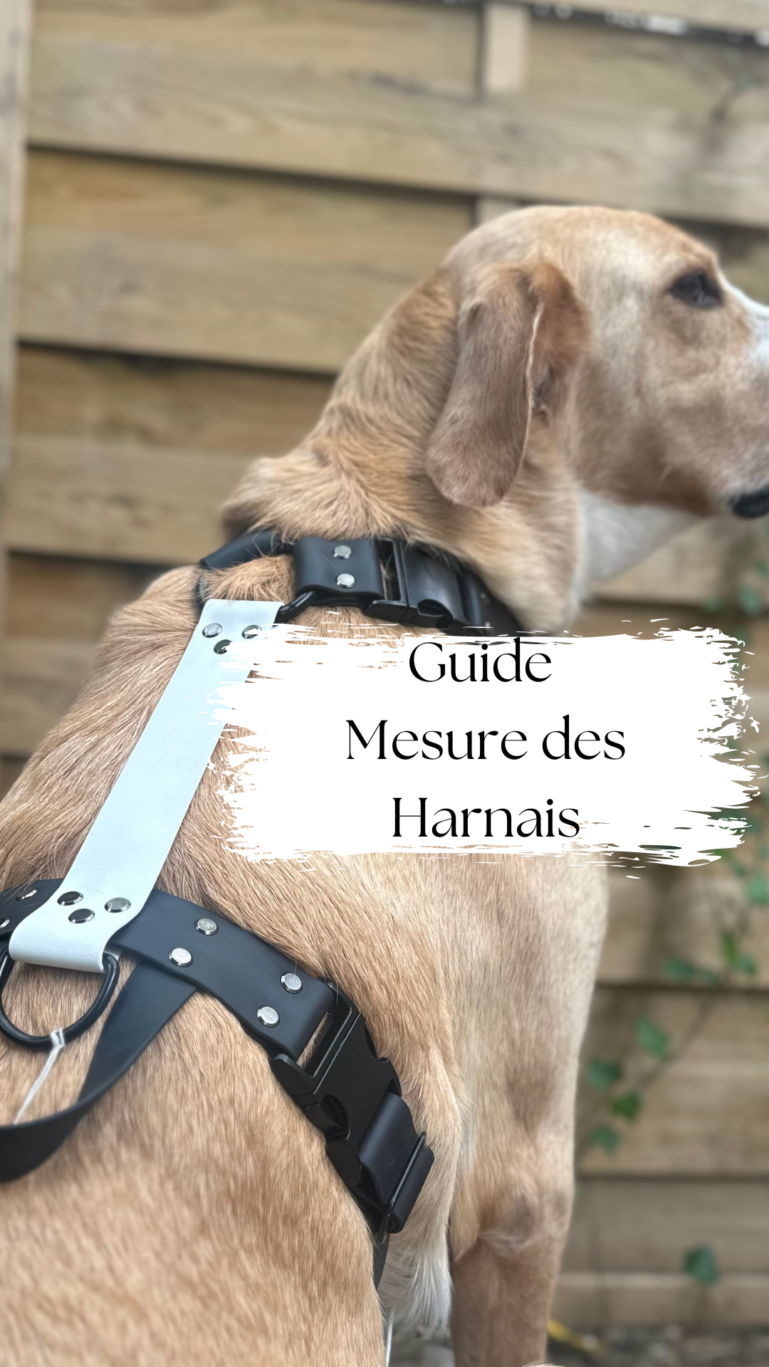 Guide prises de mesures des Harnais