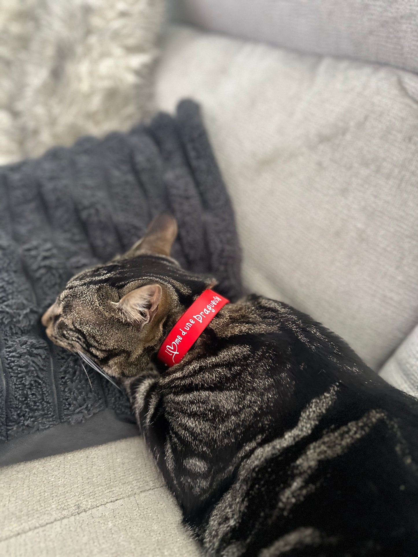 In love cat