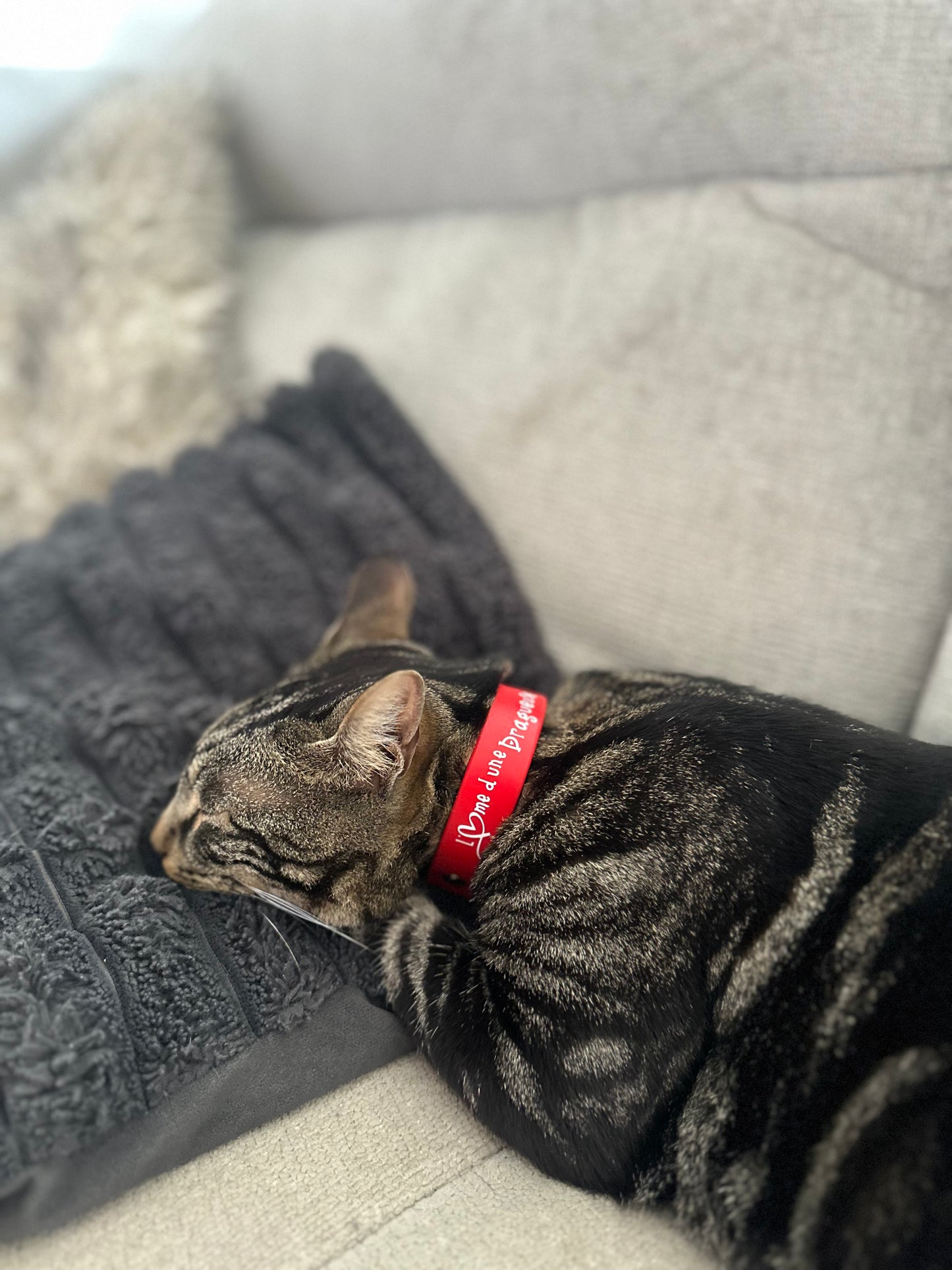 In love cat