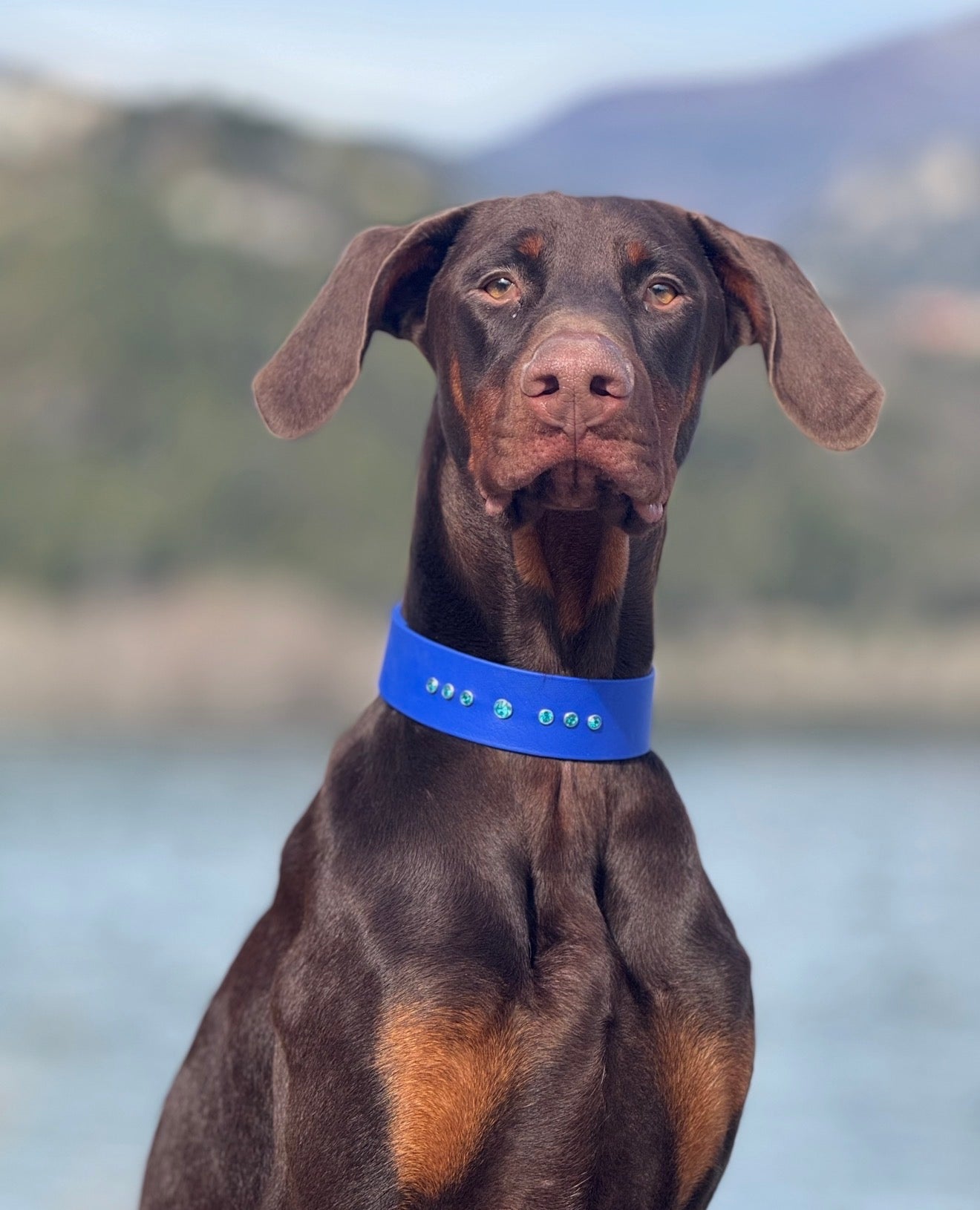 Saphir - Couleurs en stock