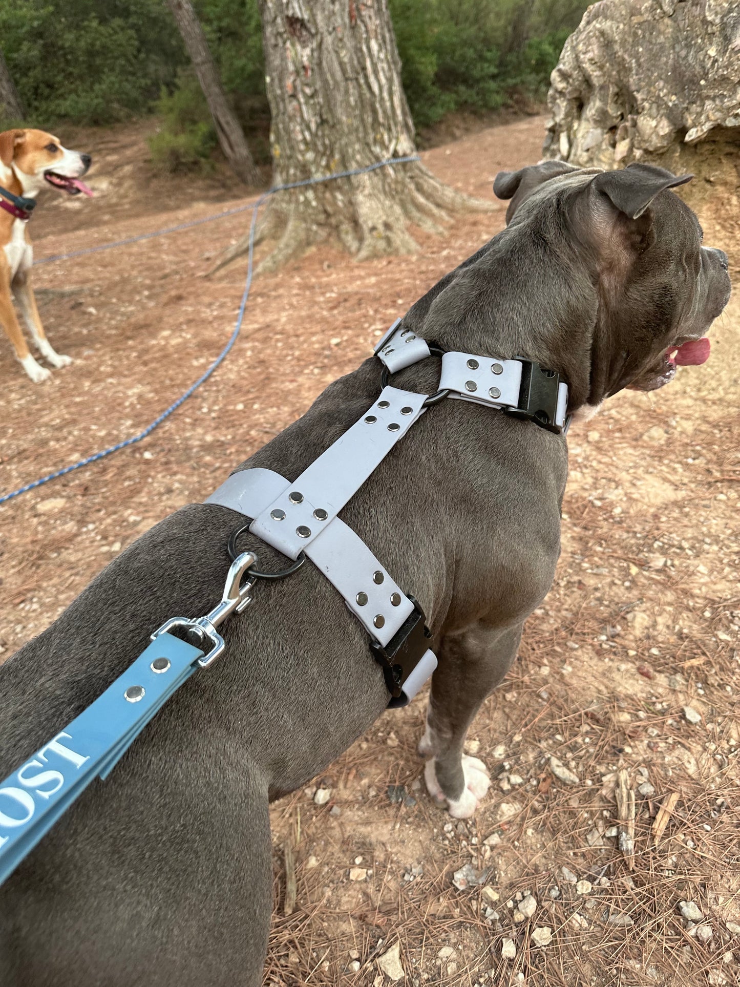 Harnais ouverture tête (en Y)