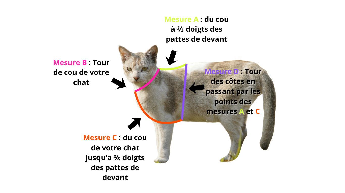 Harnais H pour chat