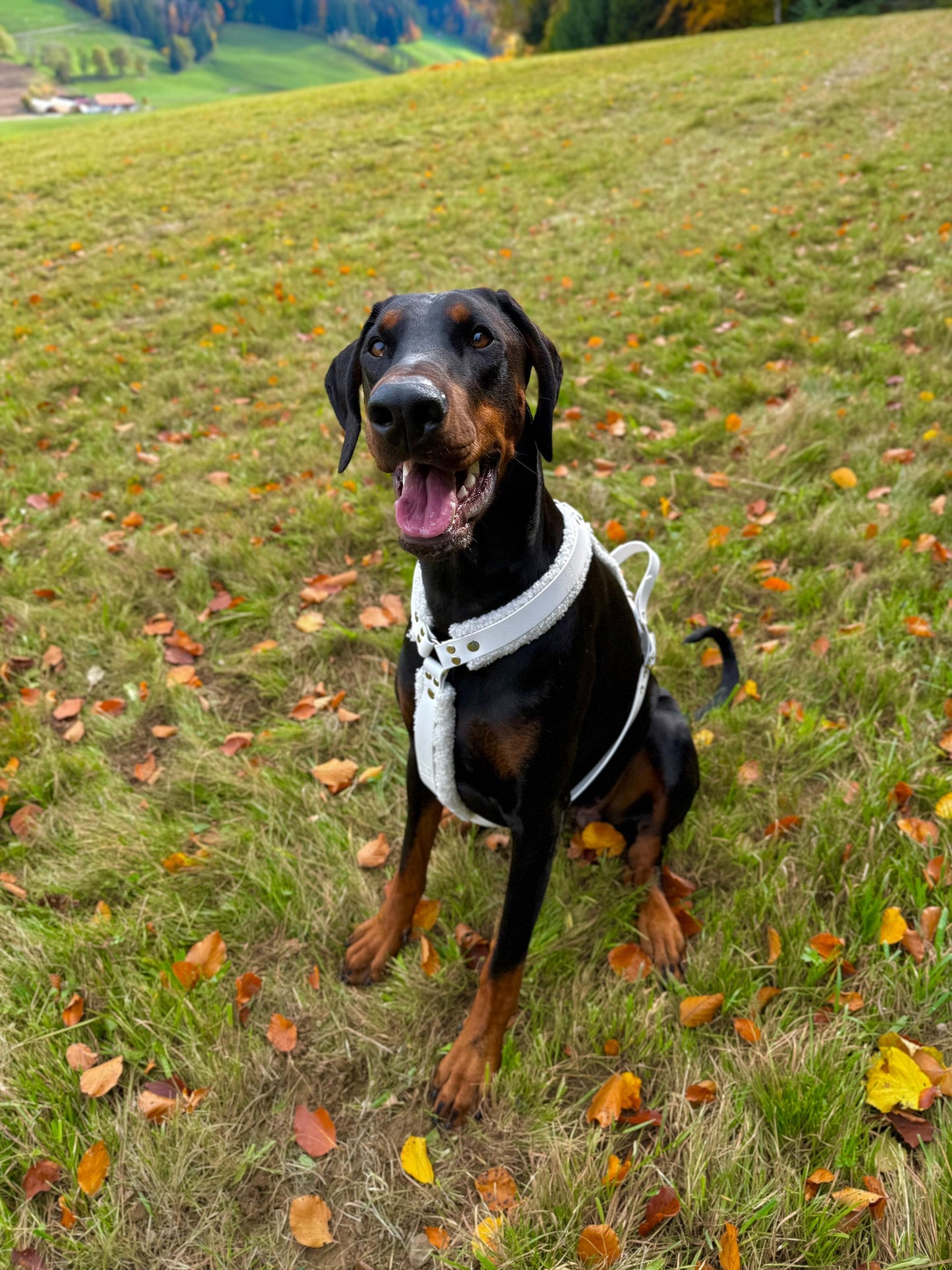 Harnais Teddy Bear ( En Y)