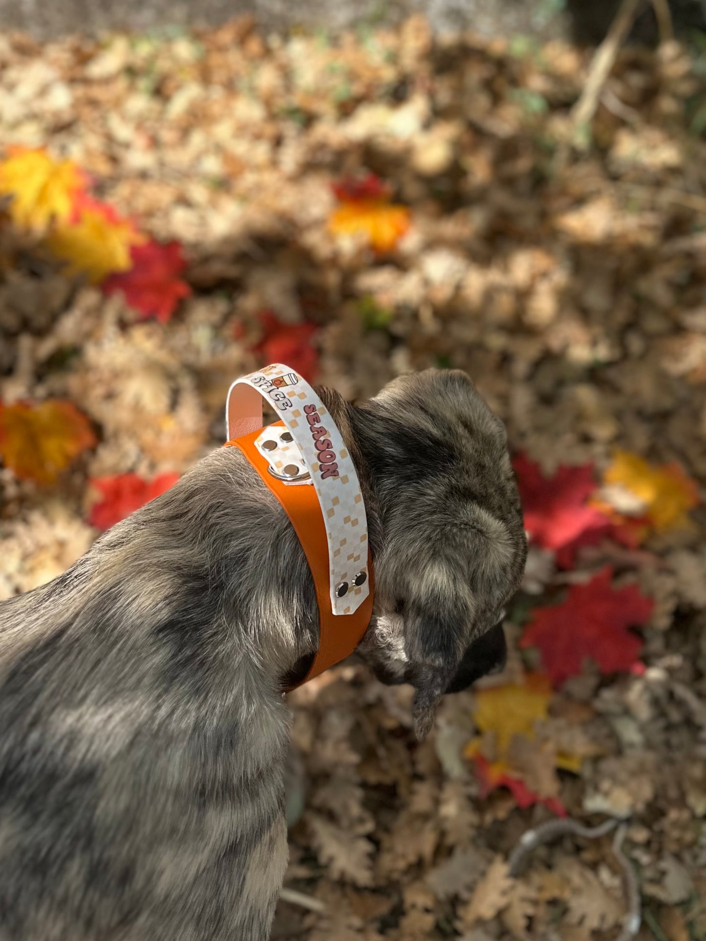 Pumpkin Capsule 2