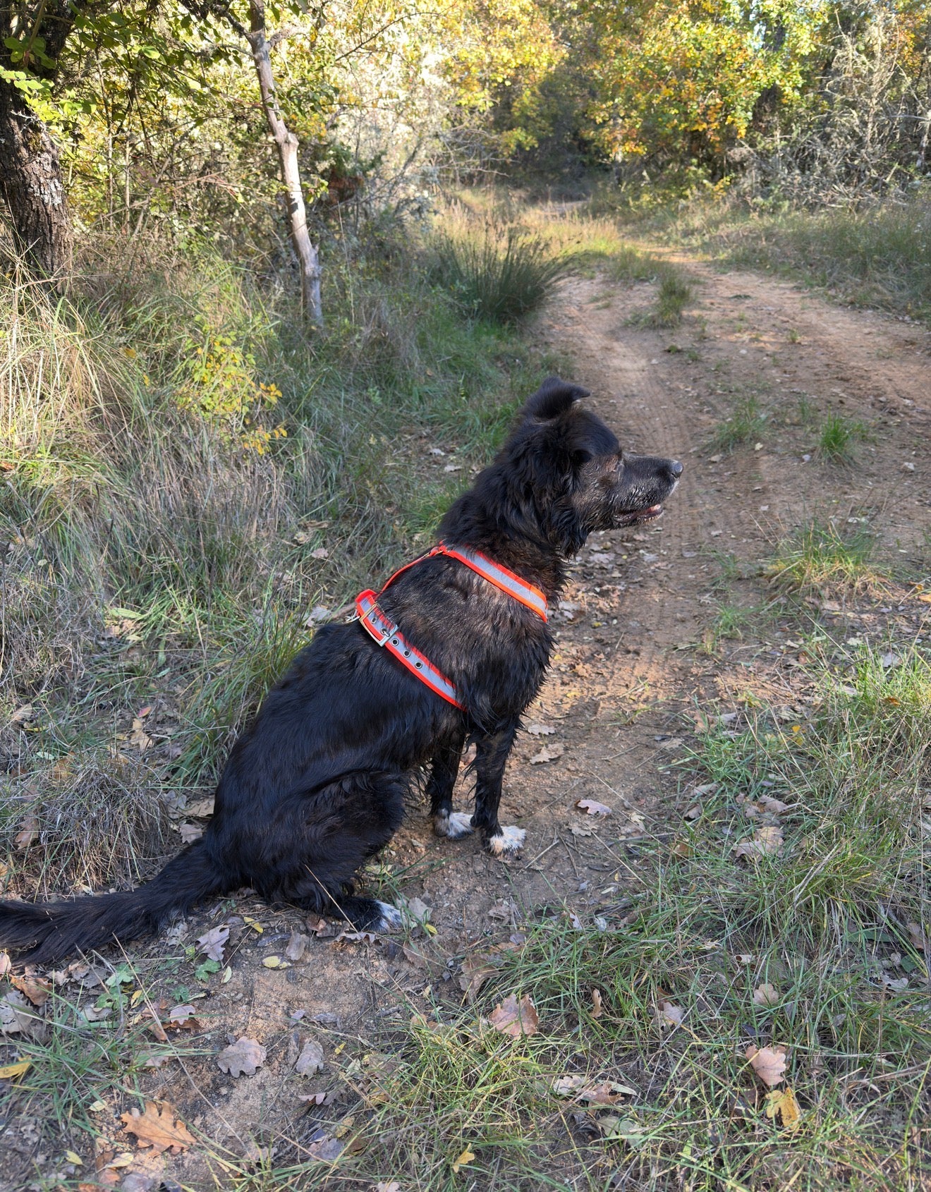 Harnais réfléchissant ( en Y )