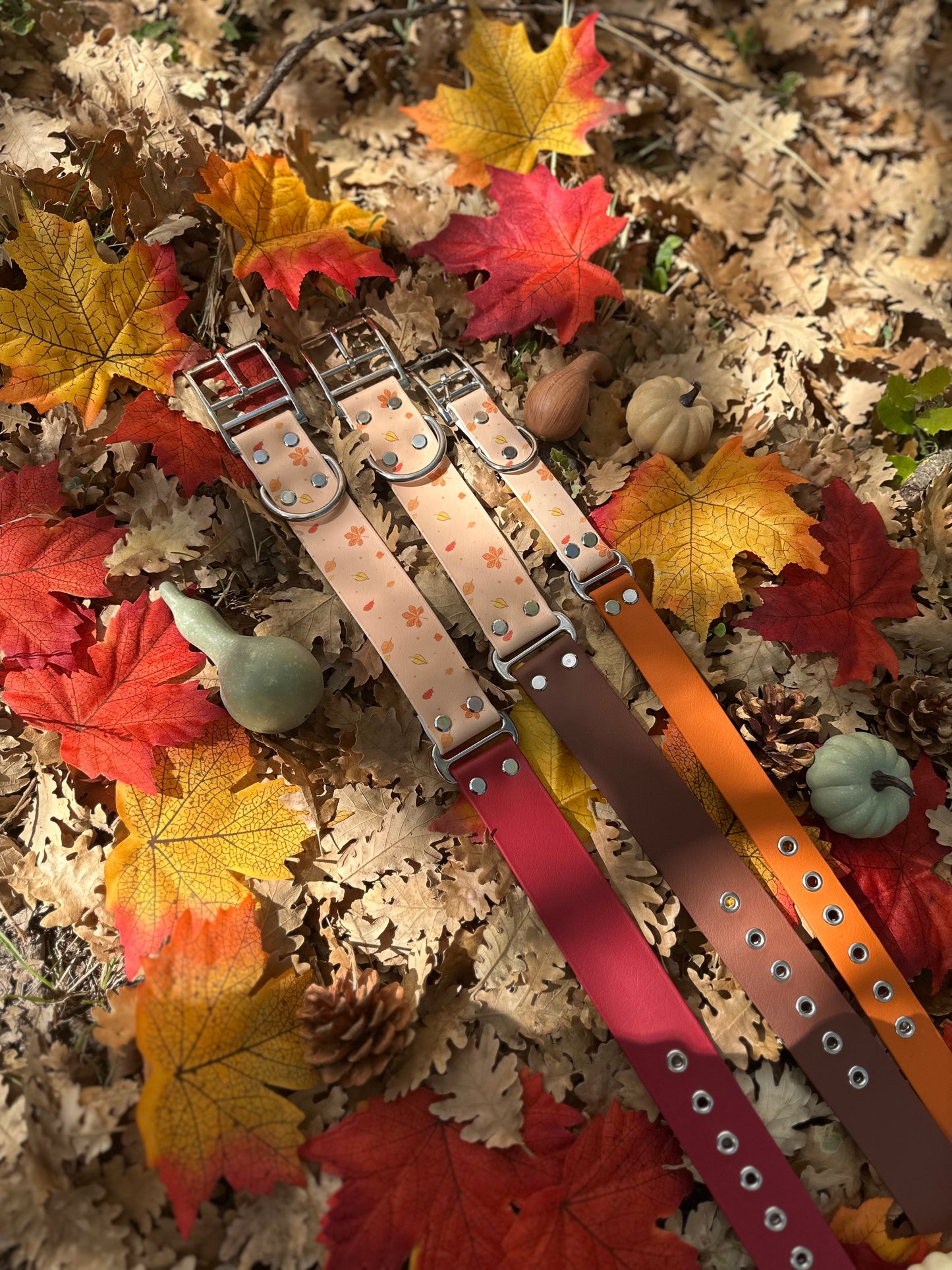 Automne Capsule