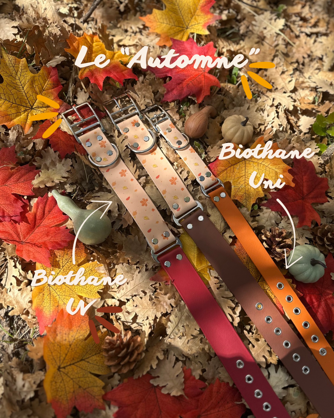 Automne Capsule