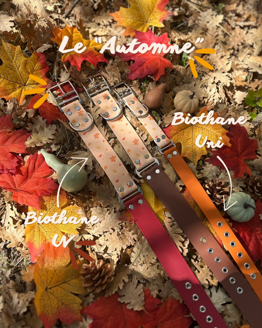 Automne Capsule