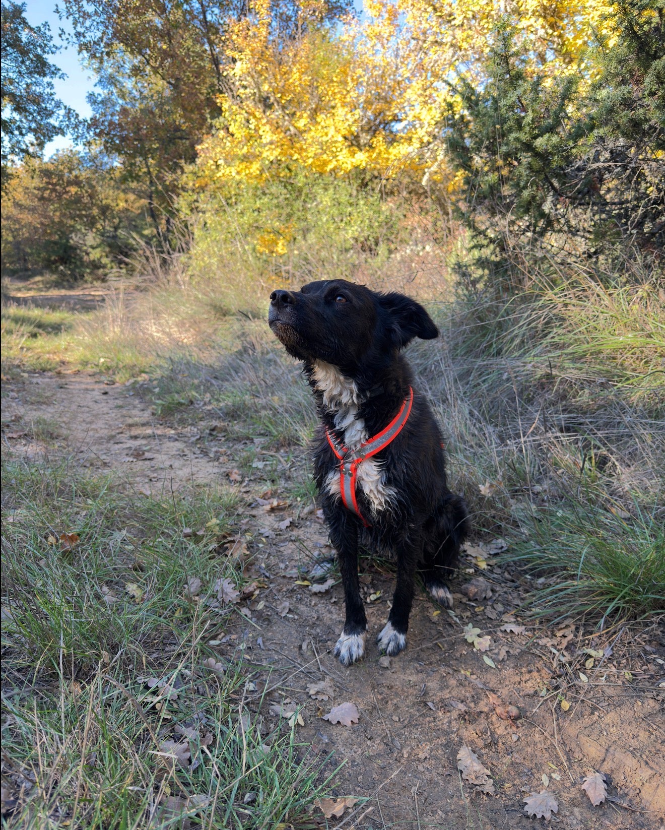 Harnais réfléchissant ( en Y )
