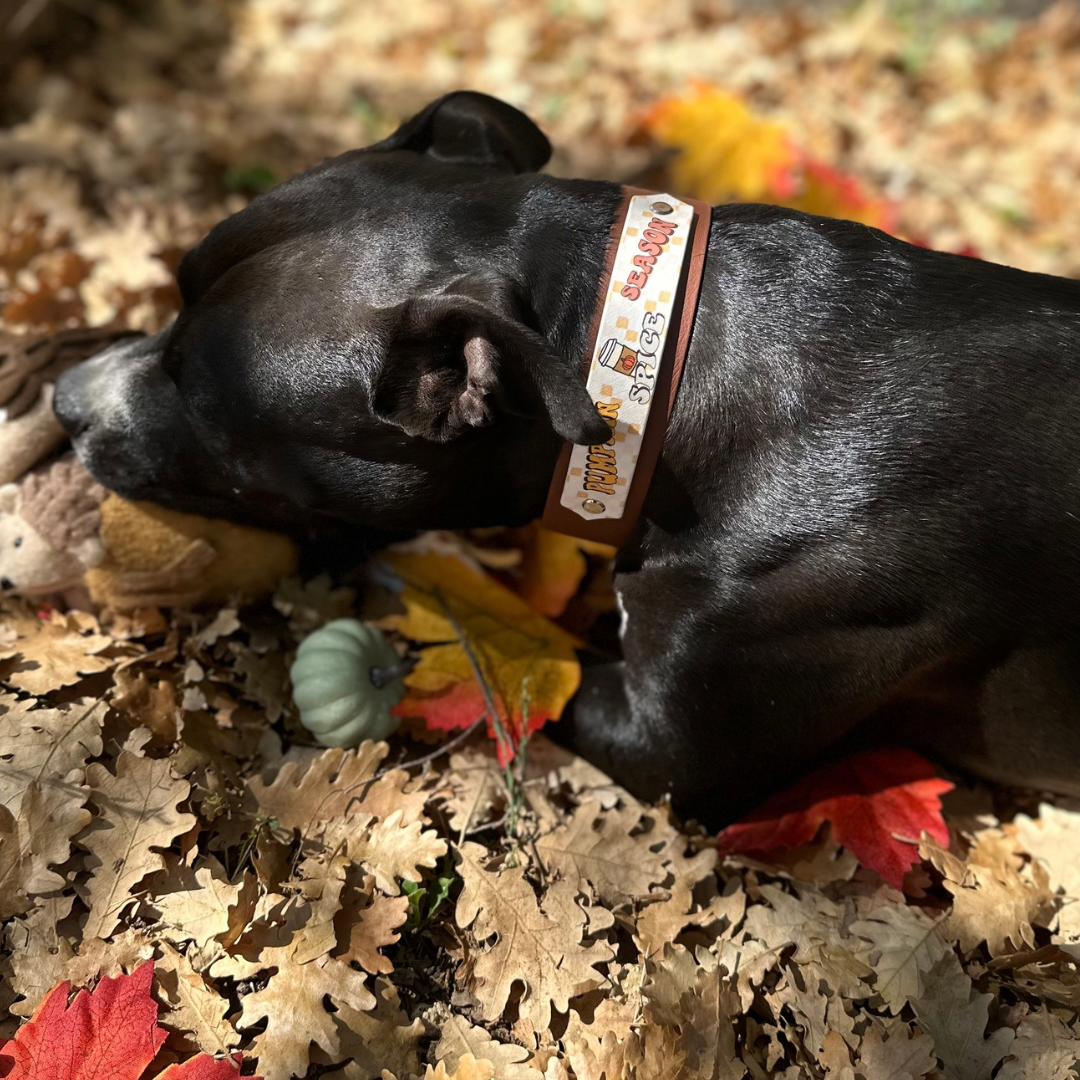 PumPkin Capsule 1