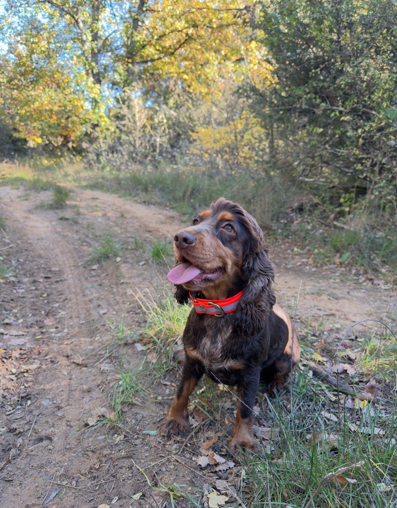 Collier réflechissant