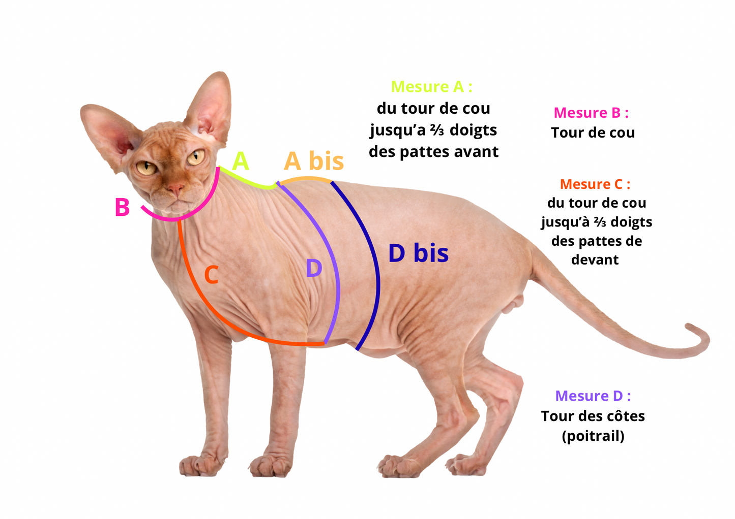 Harnais antifugue pour chat (en H)