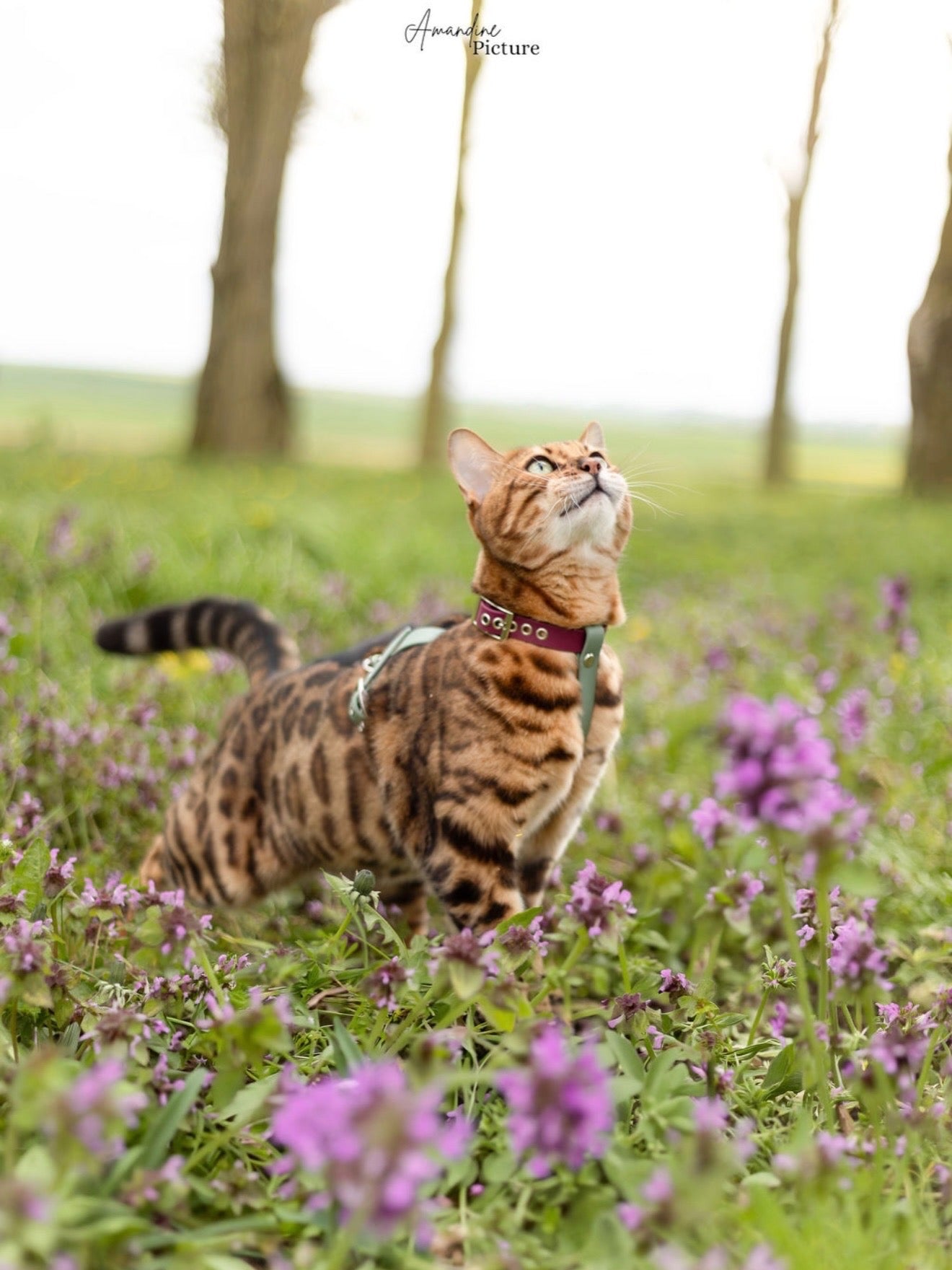 Harnais H pour chat