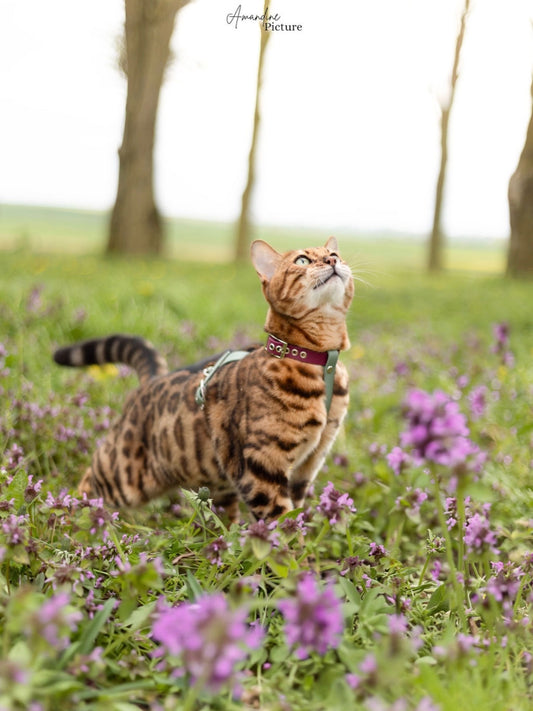 Harnais H pour chat