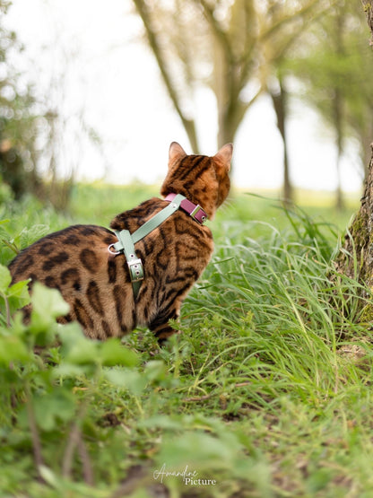 Harnais H pour chat